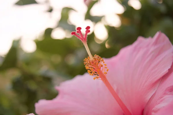 Close Uma Flor Rosa Hibisco Crescendo Jardim Contra Fundo Borrado — Fotografia de Stock
