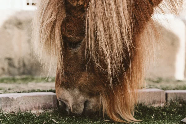 Shetland Pony Nin Çimen Yediği Yakın Plan Bir Fotoğraf — Stok fotoğraf