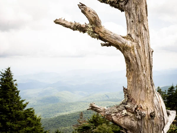 Товстий Зламаний Стовбур Дерева Пагорбі Природним Видом — стокове фото