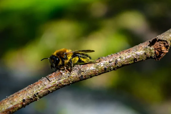 Egy Közeli Kép Egy Méhről Egy Ágon Fényes Nappal — Stock Fotó