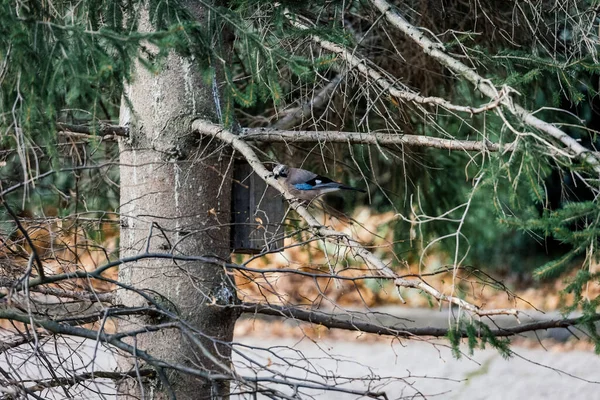 Bel Oiseau Geai Debout Sur Une Branche Épinette — Photo