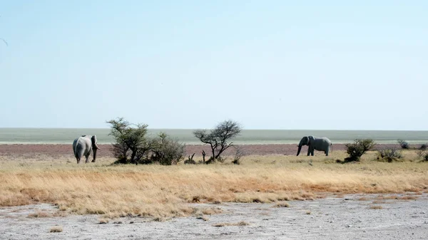 Elefántok Szafari Etosha Nemzeti Park Namíbia — Stock Fotó