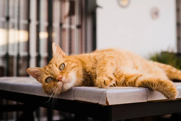 Імбирний Кіт Лежить Столі — стокове фото