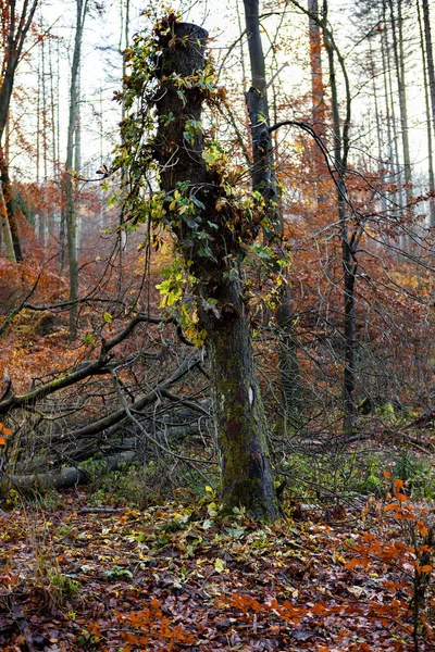 Vertikalt Treskudd Midt Skogen – stockfoto