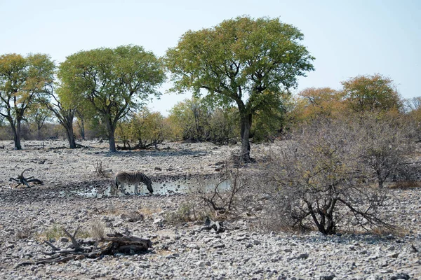 Safari Etosha Nemzeti Parkban Namíbiában — Stock Fotó
