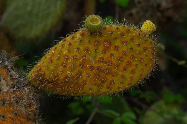 Närbild Opuntia Ficus Indica Växt Med Gula Fikon Som Tillhör — Stockfoto