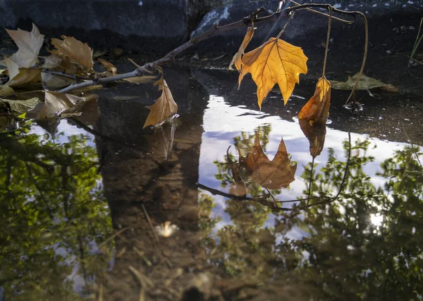 Podzimní Obraz Žlutý List Odrážející Kaluži Vody — Stock fotografie