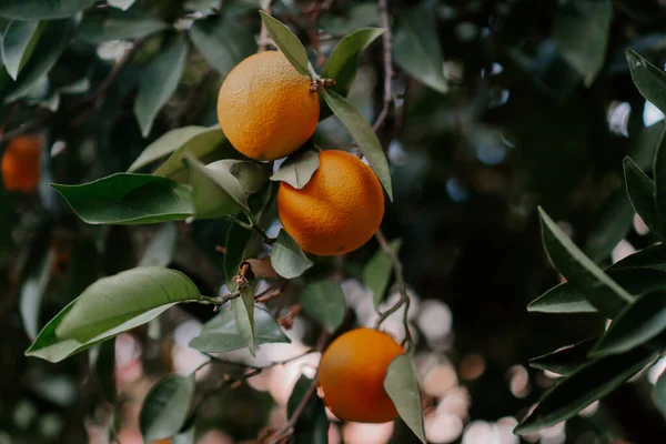 Narancs Érett Gyümölcsökkel Tangerine Friss Érett Narancs Buja Levelekkel Napsugárban — Stock Fotó