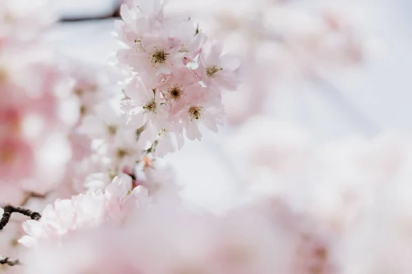 Eine Nahaufnahme Von Kirschblütenblumen — Stockfoto