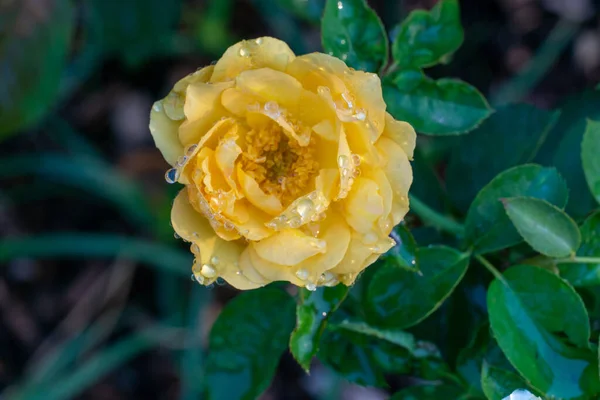 Zbliżenie Żółtej Róży Kroplami Wody — Zdjęcie stockowe