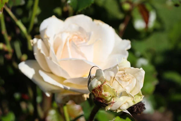 Closeup Shot White Rose Blooming Sunny Garden — Stock Photo, Image