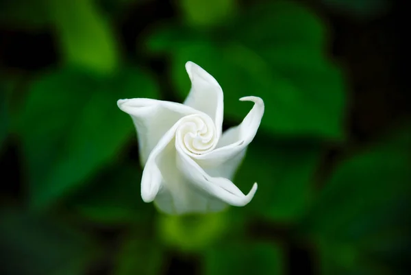 Girdap Yapraklı Beyaz Bir Çiçek — Stok fotoğraf