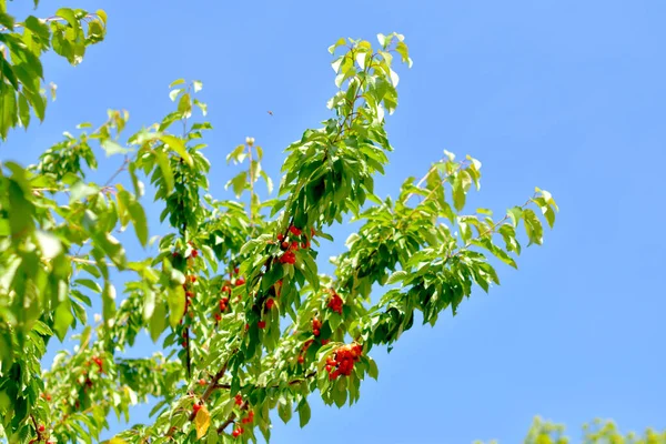 Gros Plan Cerises Douces Poussant Sur Arbre — Photo