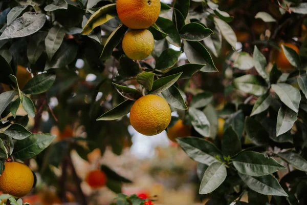 Narancs Érett Gyümölcsökkel Tangerine Friss Érett Narancs Buja Levelekkel Napsugárban — Stock Fotó