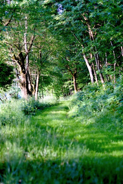 Plan Vertical Étroit Sentier Pédestre Dans Parc — Photo