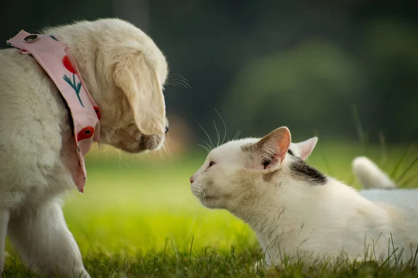 Bir Köpek Bir Kedi Çimlerin Üzerinde Oynuyorlar — Stok fotoğraf