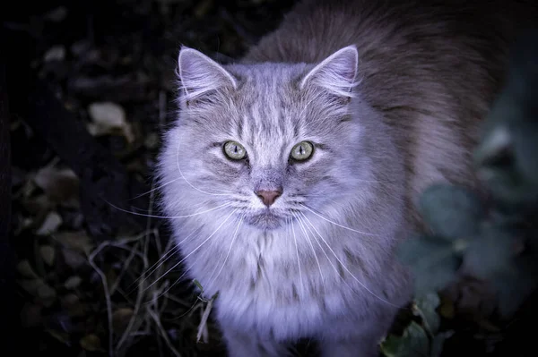 Vysokoúhlý Záběr Krásné Šedé Kočky Světle Šedýma Očima Hledícíma Kamery — Stock fotografie