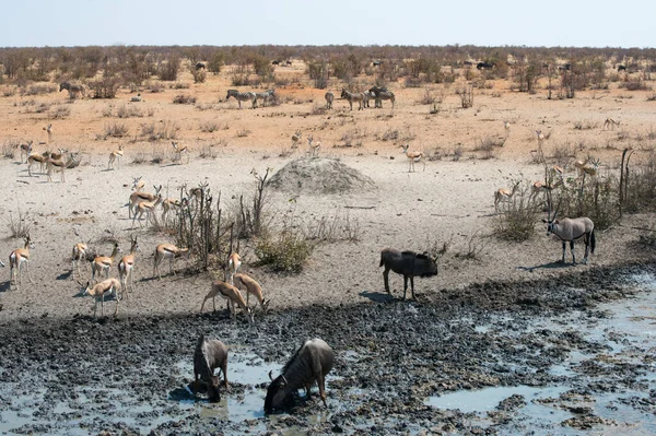 Állatok Ivóvíz Safari Etosha Nemzeti Park Namíbia — Stock Fotó