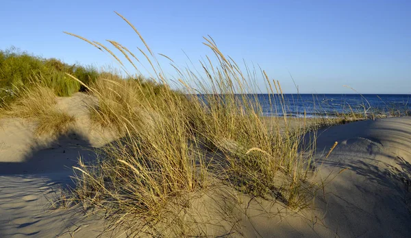 Coup Soleil Herbe Sur Plage Sable Avec Mer Arrière Plan — Photo