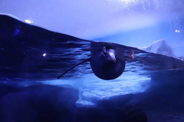 Ένα Κοντινό Πλάνο Ενός Πιγκουίνου Που Κολυμπάει Στο Νερό — Φωτογραφία Αρχείου