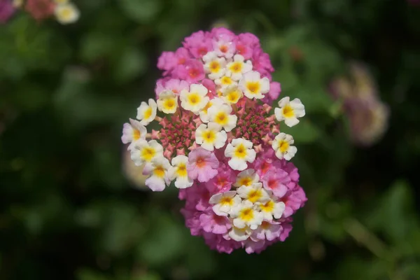 Close Belas Flores Lantana Camara Crescendo Jardim Fundo Verde — Fotografia de Stock