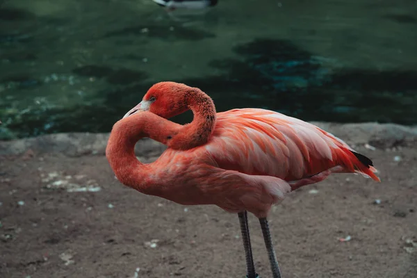 Een Close Van Een Prachtige Flamingo Buurt Van Een Meer — Stockfoto