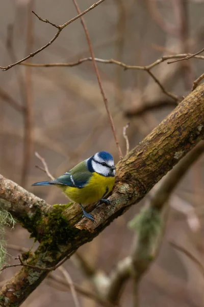 Primo Piano Uccello Giallo Azzurro Ramo Albero Una Foresta — Foto Stock