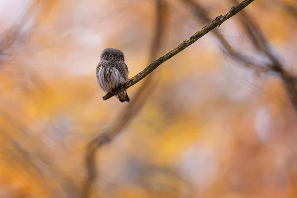 一只美丽的小鸟坐在一根纤细的树枝上的选择性镜头 — 图库照片