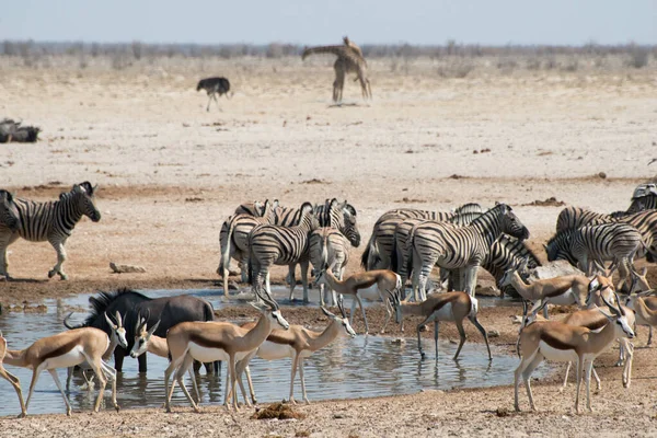 ナミビアのエトーシャ国立公園のサファリにいるシマウマとカモシカのグループ — ストック写真