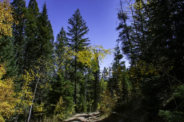 Blue Sky Forest Colorful Trees Autumn — Stock Photo, Image