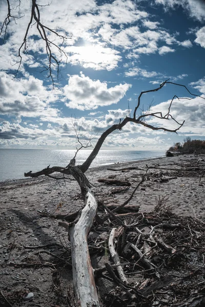 Vertical Shot Dry Branches Trees Seashore Sky Fluffy Clouds — 图库照片