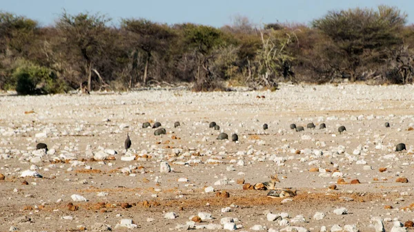 Néhány Állat Safari Etosha Nemzeti Park Namíbia — Stock Fotó