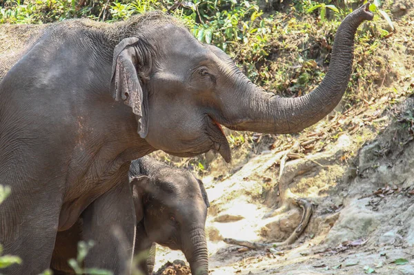 Слонова Мати Немовлям Джунглях Таїланду — стокове фото