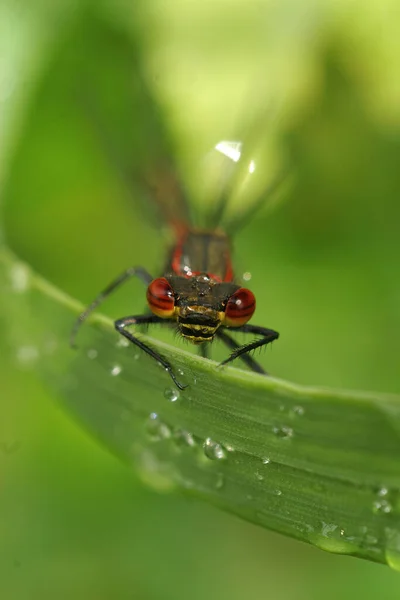 Bunte Frontale Vertikale Nahaufnahme Einer Großen Roten Libelle Phyrrosoma Nymphula — Stockfoto
