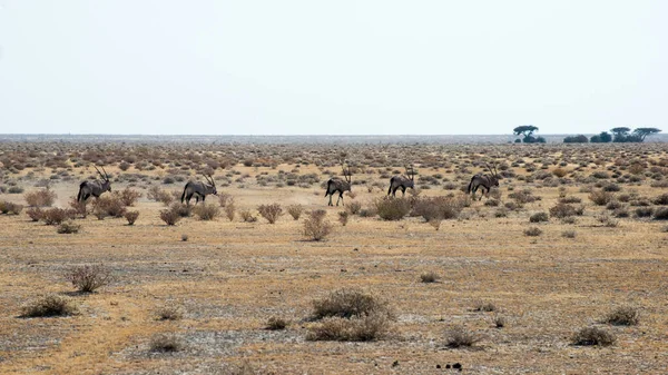 Grupo Búfalos Safari Parque Nacional Etosha Namibia — Foto de Stock