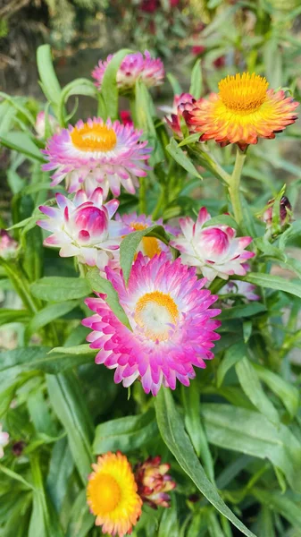 Closeup Shot Colorful Helichrysum Flowers — Stock Photo, Image