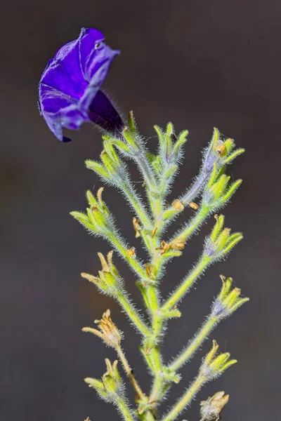Bulanık Bir Arkaplanda Mor Bir Çiçeğin Dikey Çekimi — Stok fotoğraf