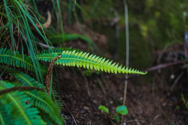 Disparo Una Hermosa Planta Verde Que Crece Jardín —  Fotos de Stock