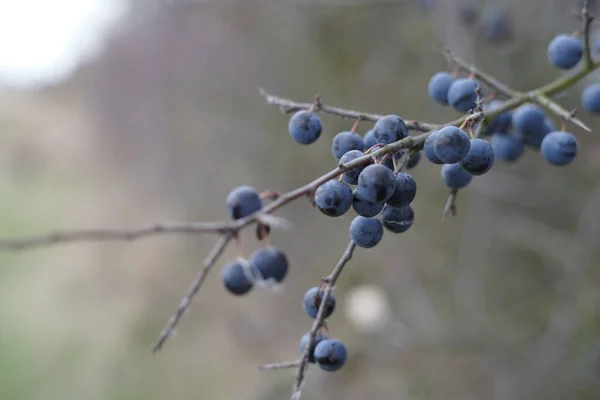 Closeup Shot Blackberries — Stock Photo, Image