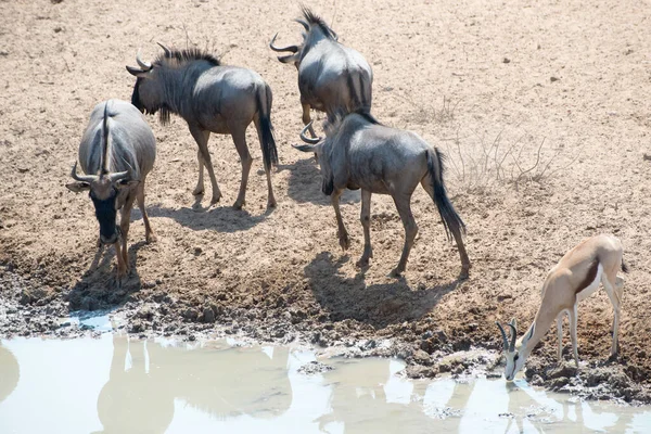 Grupo Búfalos Safari Parque Nacional Etosha Namibia — Foto de Stock