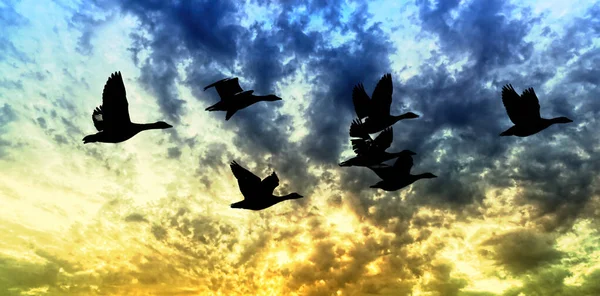 Silhouettes Birds Flying Sky — Stockfoto