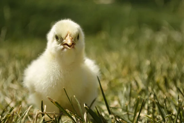 Selective Focus Shot Small Cute Chick Grass Outdoors — 图库照片