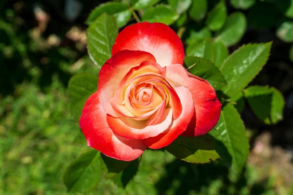 Closeup Rose Jubile Prince Monaco — Foto Stock