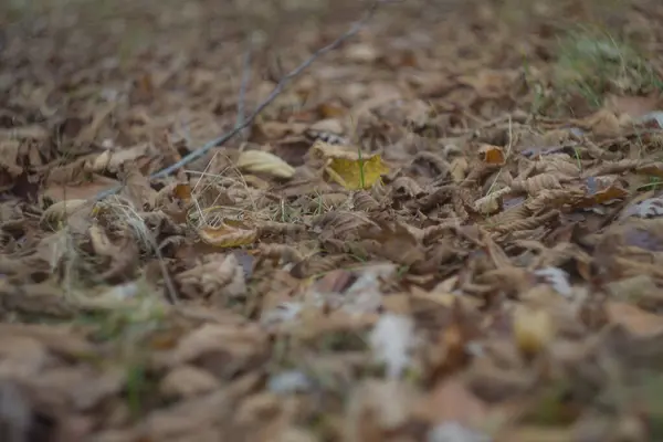 Plan Sélectif Feuilles Brindilles Brunes Froissées Sèches Sur Sol Dans — Photo