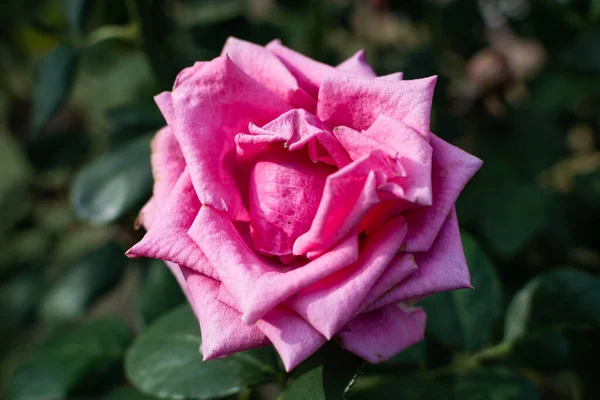背景がぼんやりとした庭に美しいピンクのマクロショットが立ち上がった — ストック写真