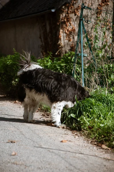 晴れた日に村を歩く犬 — ストック写真
