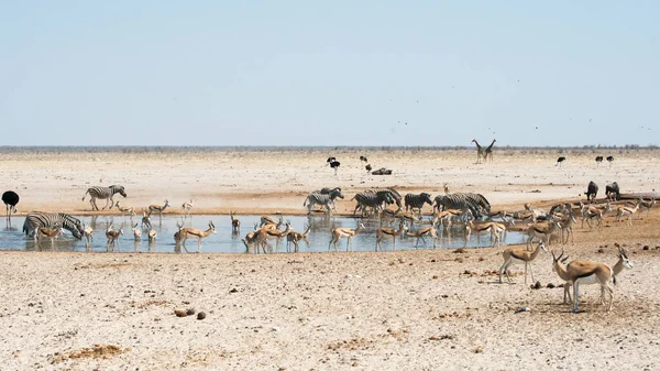 Különböző Állatok Safari Etosha Nemzeti Park Namíbia — Stock Fotó