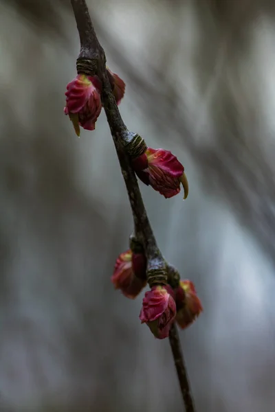Vertical Shot Flower Buds Branch — Fotografia de Stock