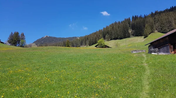 Mesmerizing View Grass Wood Trees Cloudy Blue Hasliberg Switzerland Sunny — Stockfoto