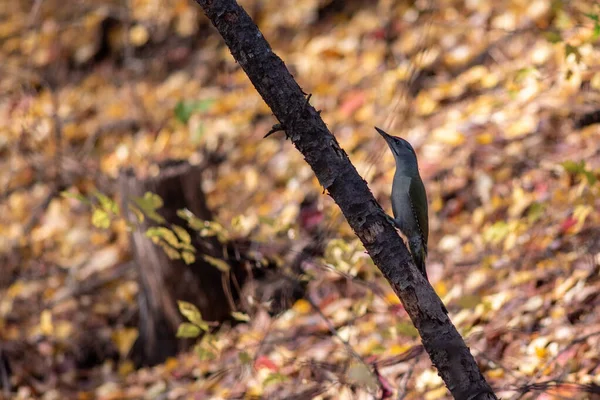 Una Messa Fuoco Selettiva Picchio Appollaiato Ramo — Foto Stock